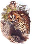 Tawny Owl