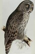 Great Grey Owl