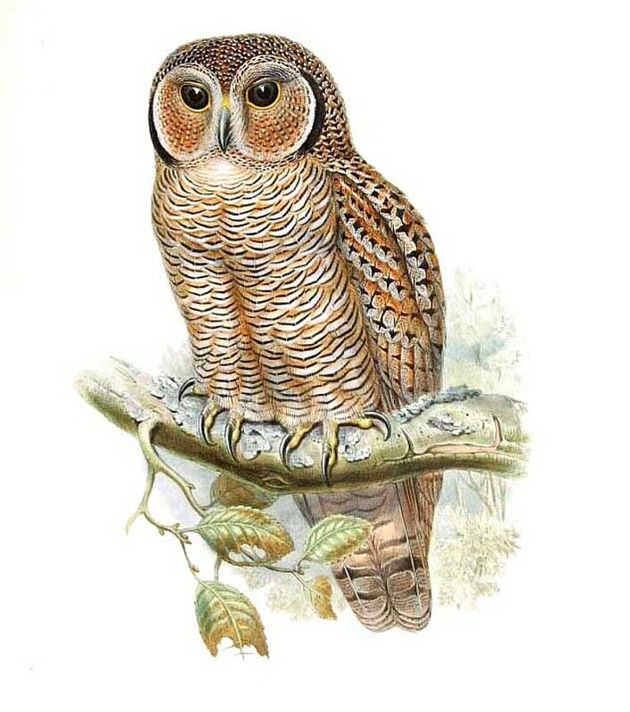 Mottled Wood Owl