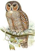 Mottled Wood Owl