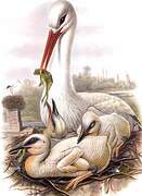 White Stork