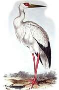 Maguari Stork