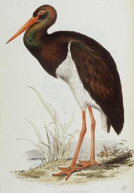 Black Stork