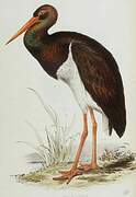 Black Stork