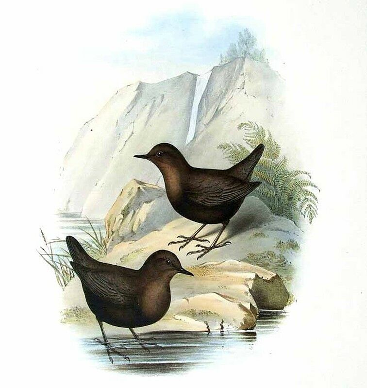 Brown Dipper