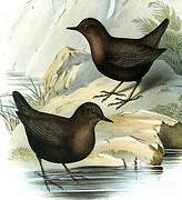 Brown Dipper