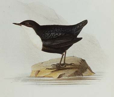 White-throated Dipper