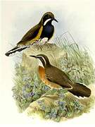 Painted Quail-thrush