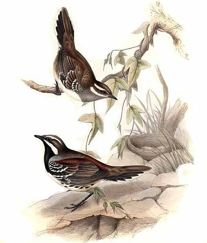 Chestnut Quail-thrush