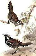 Chestnut Quail-thrush