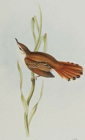 Rufous-winged Cisticola