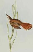 Rufous-winged Cisticola