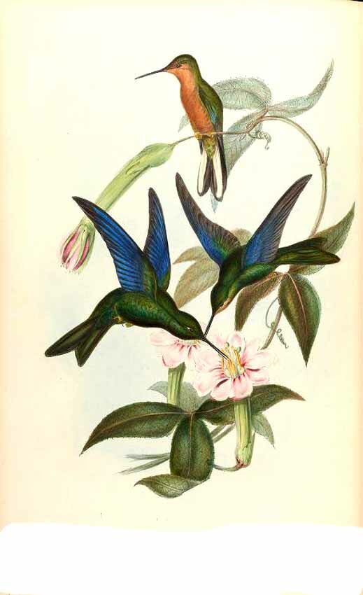 Colibri à ailes saphir