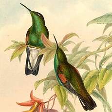 Colibri à épaulettes