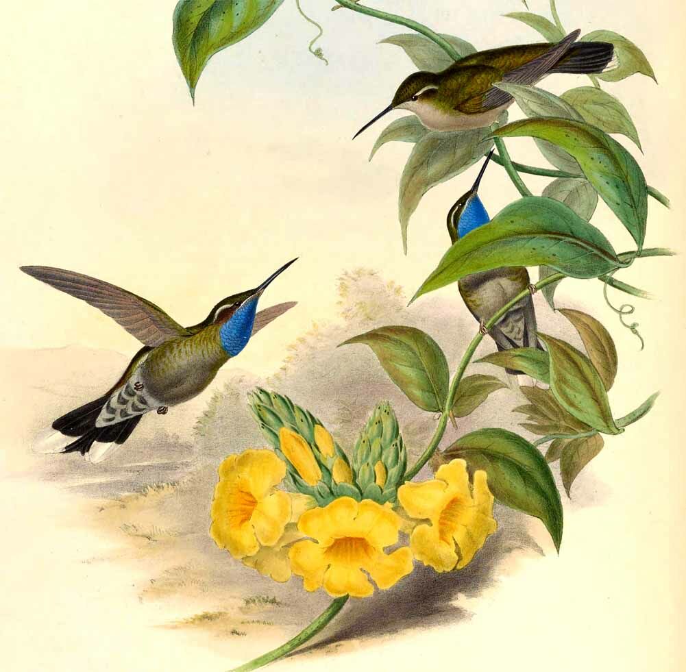 Blue-throated Mountaingem