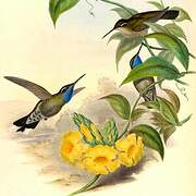 Colibri à gorge bleue