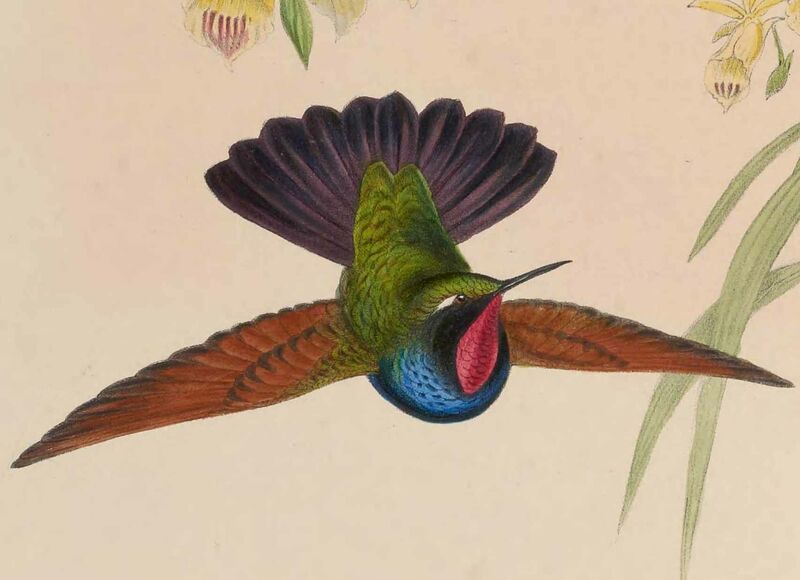Colibri à gorge grenat