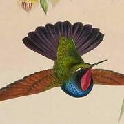 Garnet-throated Hummingbird