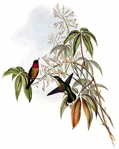 Ruby-throated Hummingbird