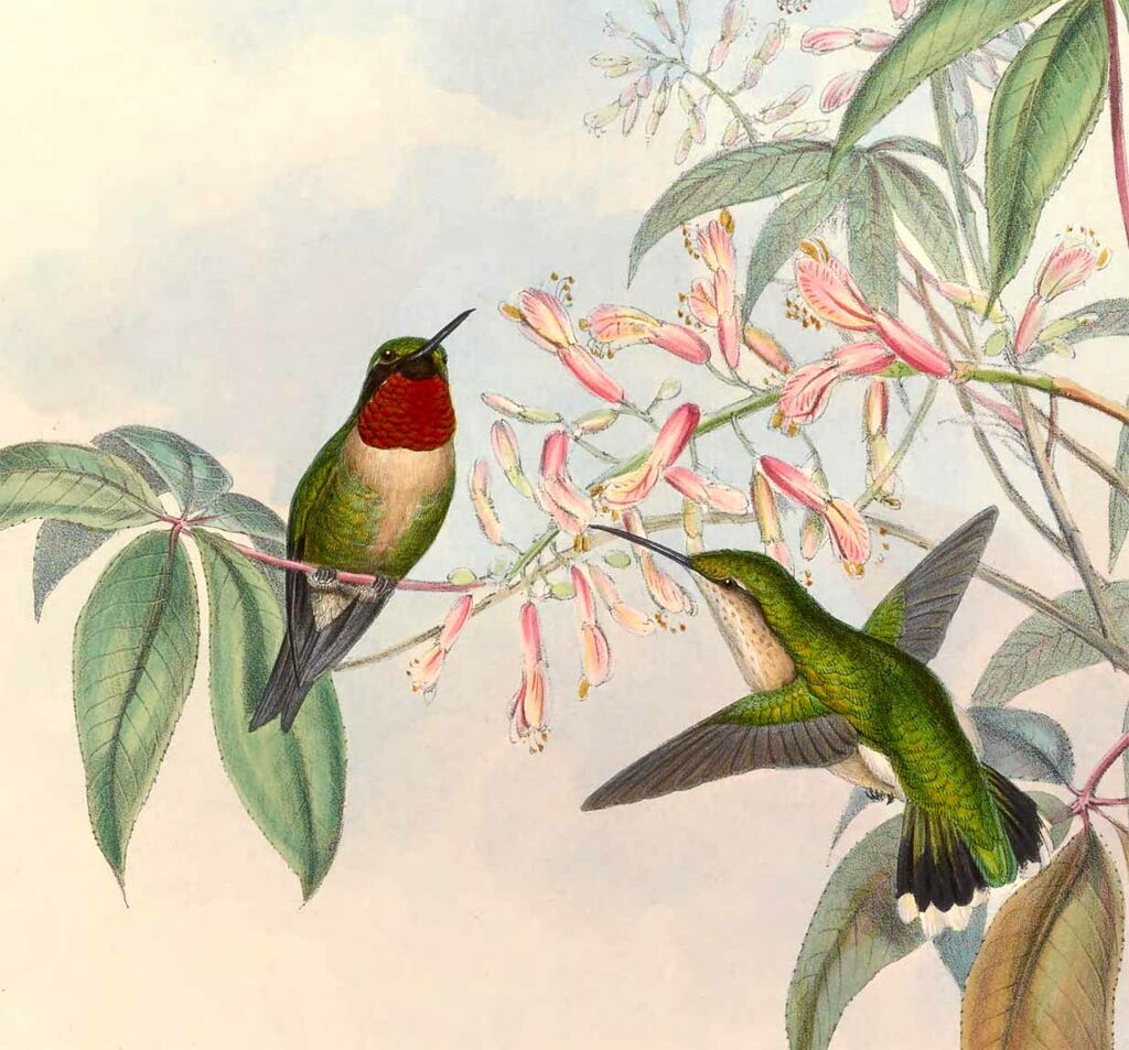 Ruby-throated Hummingbird