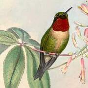 Ruby-throated Hummingbird