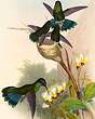 Colibri anaïs