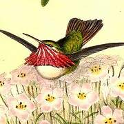 Calliope Hummingbird