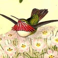 Colibri calliope