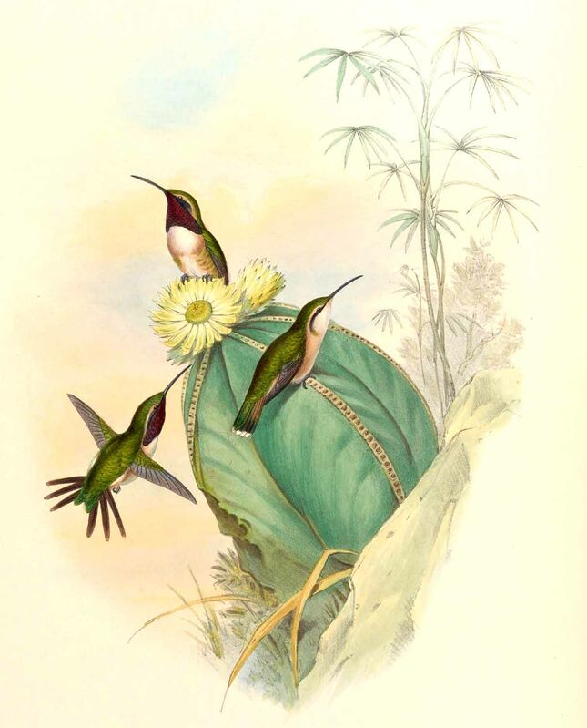 Colibri charmant