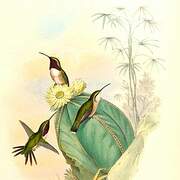 Colibri charmant