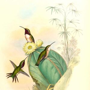 Colibri charmant