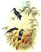 Broad-billed Hummingbird