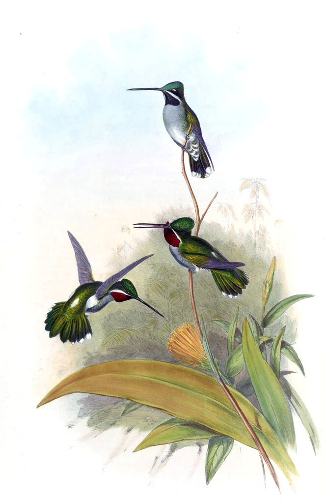 Long-billed Starthroat