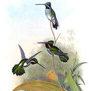 Long-billed Starthroat