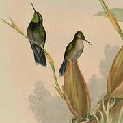 Emerald-chinned Hummingbird