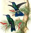 Colibri d'Anaïs