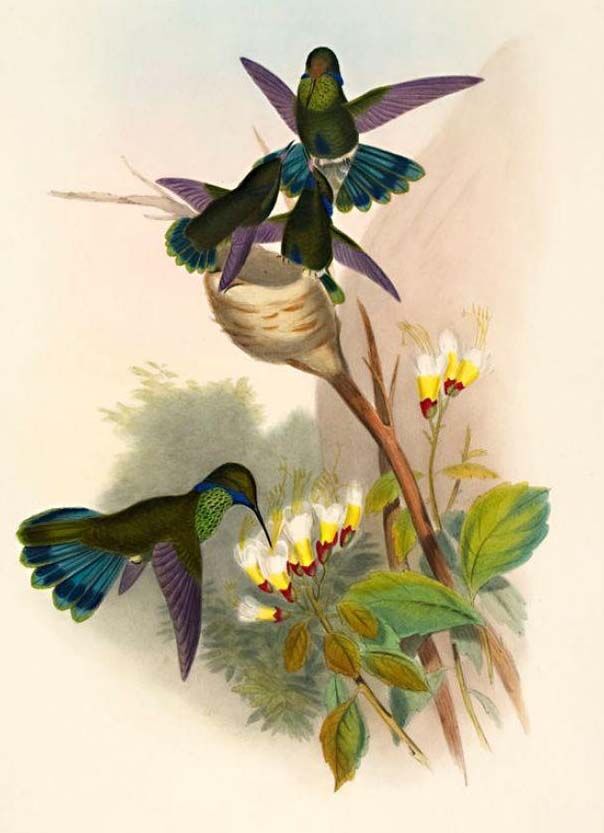 Colibri d'Anaïs