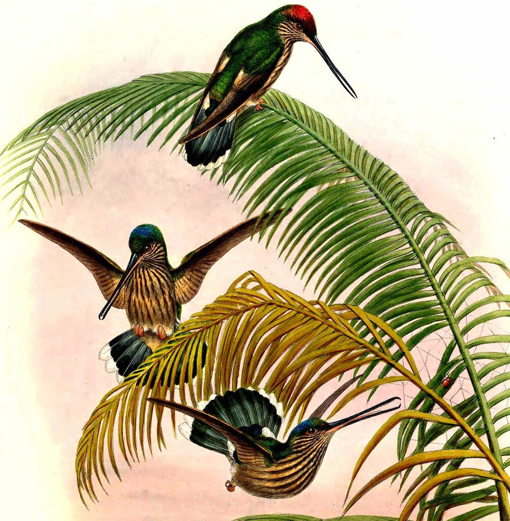 Tooth-billed Hummingbird