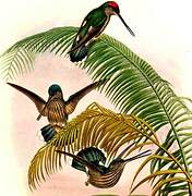 Colibri d'Équateur