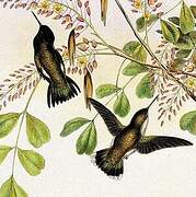 Colibri de Costa