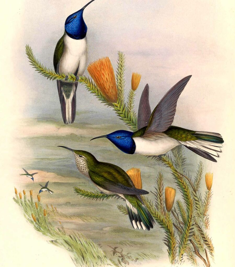 Colibri du Chimborazo