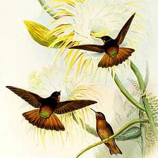 Colibri étincelant