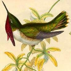 Colibri héloïse