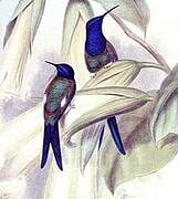 Swallow-tailed Hummingbird