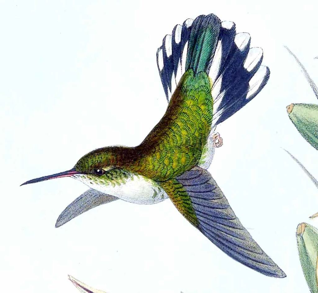 Colibri jacobin