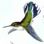 Colibri jacobin