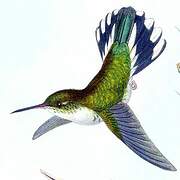 White-necked Jacobin