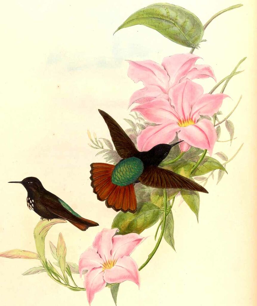 Colibri paméla