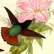 Colibri paméla
