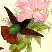 Colibri paméla